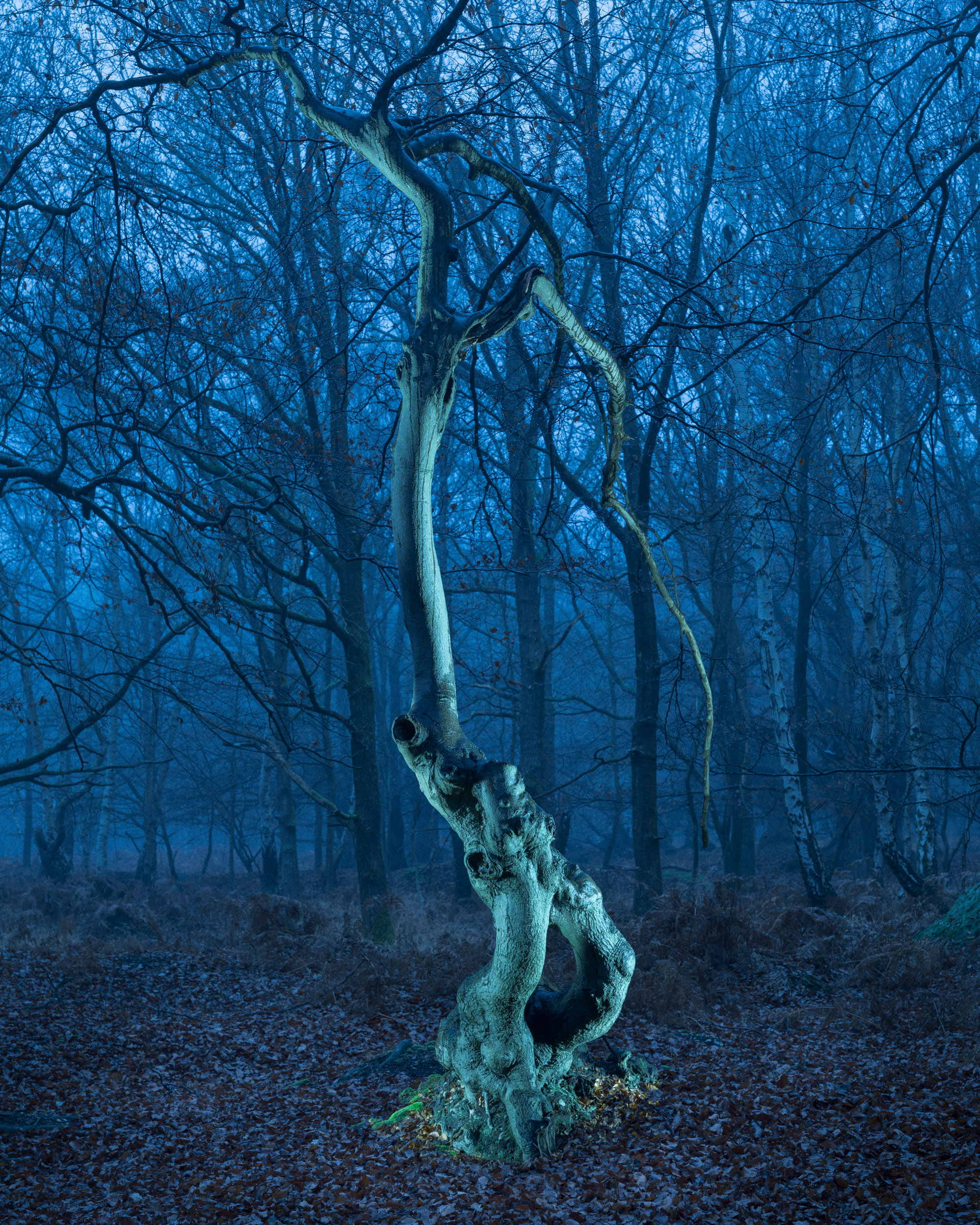 SILVA OBSCURA 06
