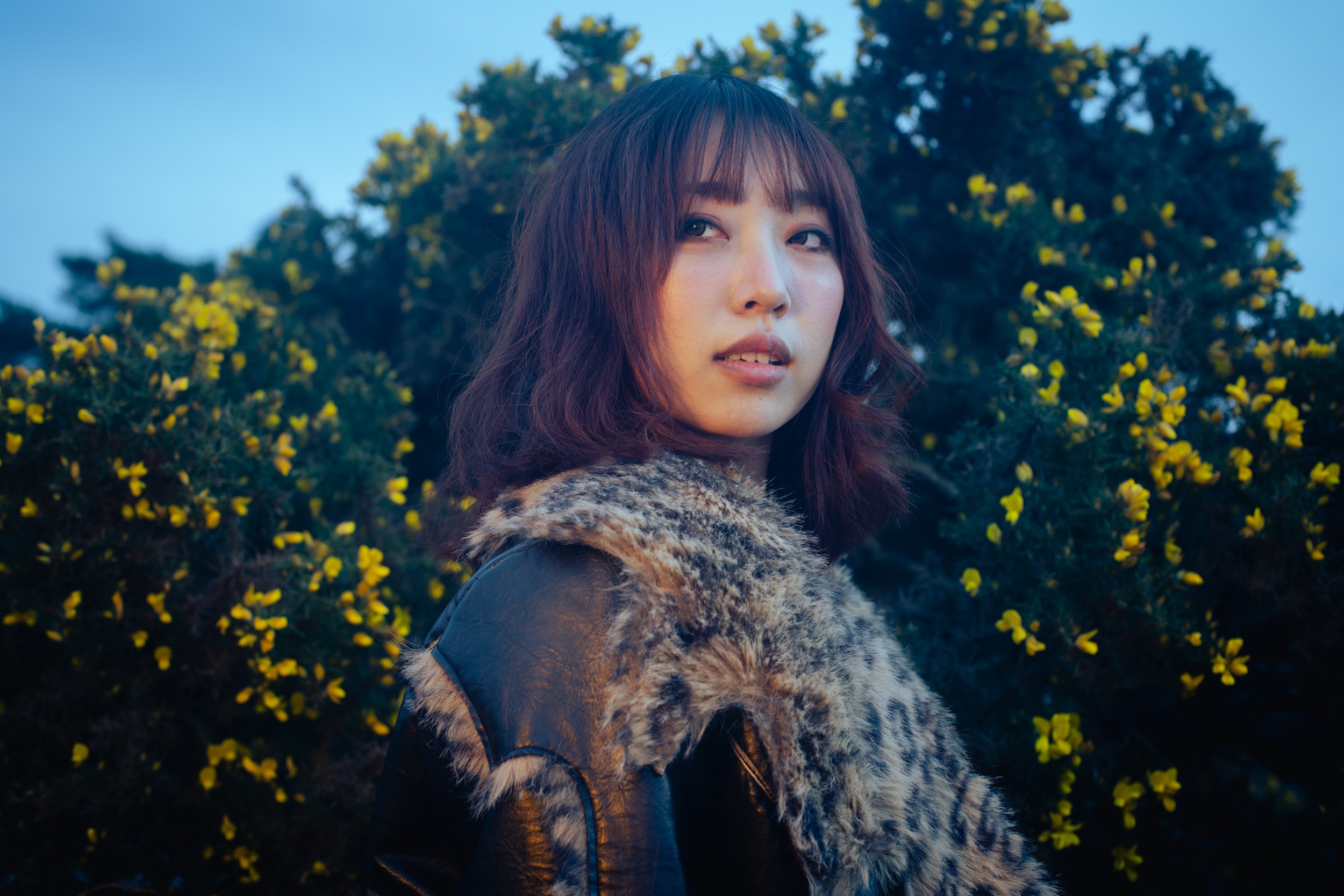 WINDSWEPT IN THE GORSE